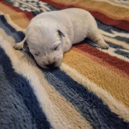 Darwin - Blue male Australian Cattle Dog puppy in Prescott Valley, Arizona from KS Cattle Dogs
