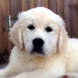 Golden Retriever Puppies from Family Raised Goldens