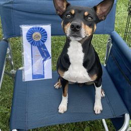 Zazu - Black tan and white female Rat Terrier puppy in Springtown, Pennsylvania from Spring Hill Rat Terriers