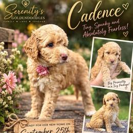Cadence - Apricot female Goldendoodle puppy in Sanderson, Florida from Serenity Goldendoodles