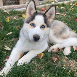 Siberian Husky Puppies from Myths and Legends Siberian Huskies