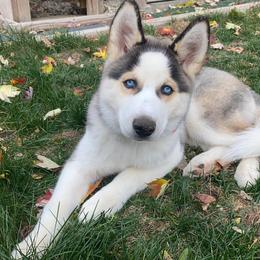 Siberian Husky Puppies from Myths and Legends Siberian Huskies