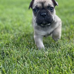 French Bulldog Puppies from Peek Frenchie Babies