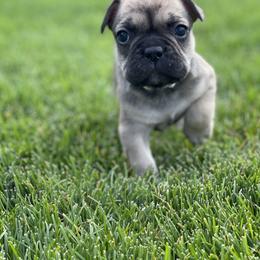 French Bulldog Puppies from Peek Frenchie Babies