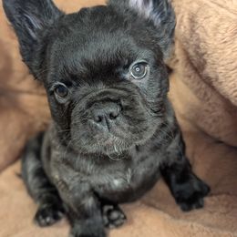 Girl 1 - Black female French Bulldog puppy in Rochester, New York from Upstate Champion Kennels