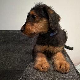 Birdie (Navy) - Black and tan female Airedale Terrier puppy in Akron, Ohio from Green Family Companion Kennel, LLC