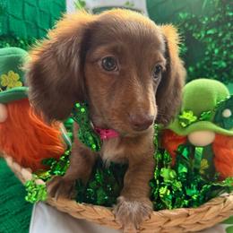 Love - Winnie- Pink - Red female Dachshund puppy in Pittsburg, California from Super Hero Dachshunds