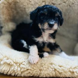 Ellie - female Havapoo puppy in Natural Bridge, Virginia from Rockbridge Puppies