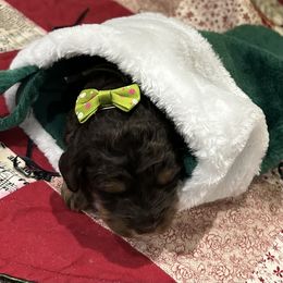 Kanga - Phantom female Goldendoodle puppy in Camden, North Carolina from Oopsie Doodles of NC