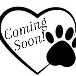 Puppy 4 - Brown female Maltipoo puppy in Hephzibah ( Richmond County ), Georgia from Healing Pawz LLC