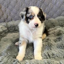 Smokeye Hill - Blue merle male Australian Shepherd puppy in Camp Verde, Arizona from Bullet & Whiskey’s Pups