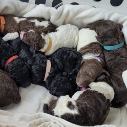 Poodles from Samantha Cook Parti Poodles LLC