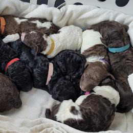 Poodles from Samantha Cook Parti Poodles LLC