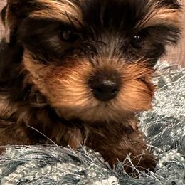 Yorkshire Terriers from Michelle’s Yorkies