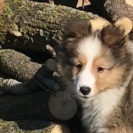 Shetland Sheepdogs from Country Lane Shelties