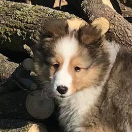 Shetland Sheepdogs from Country Lane Shelties