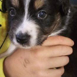 Australian Shepherds from Invictus Farms
