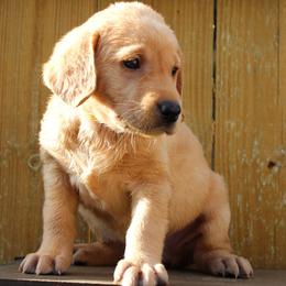 Labrador Retriever Puppies from Triple B Kennel