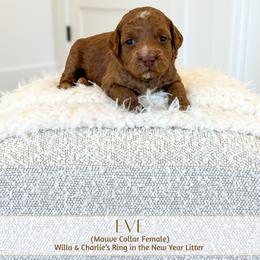 EVE - Red  female Goldendoodle puppy in Bell Buckle, Tennessee from Precious Puptown Doodles