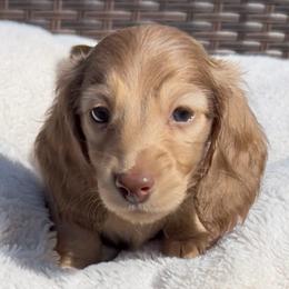 Chocolate Based Shaded Cream -- Boy - Cream male Dachshund puppy in Kalama, Washington from Dazzling Doxies