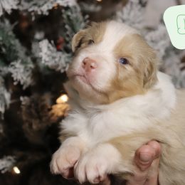 Dopey - Red merle male Australian Shepherd puppy in Keytesville, Missouri from Dogwood Lane Canine