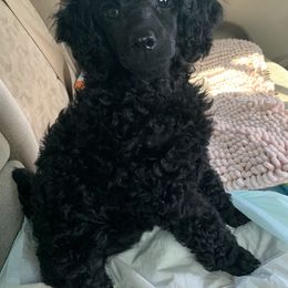 Dachshund and Poodle Puppies from Arkansas Standard Poodles & Dachshunds