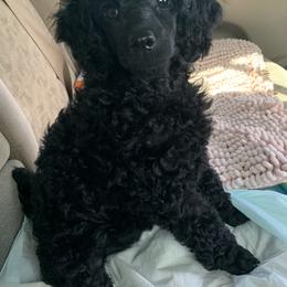 Dachshund and Poodle Puppies from Arkansas Standard Poodles & Dachshunds