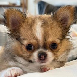 Simon - Fawn and white male Chihuahua puppy in El Sobrante, California from Dolce Coco Chihuahuas