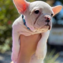French Bulldog Puppies from Kathrine Hill