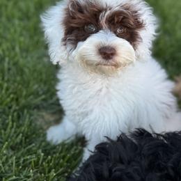 Denali - Cream female Australian Labradoodle puppy in Newdale, Idaho from Grand Peaks Labradoodles