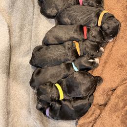 Bernedoodle Puppies from NOB Bernedoodles