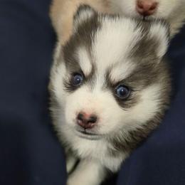 Harmony - Black and white female Pomsky puppy in Coatesville, Pennsylvania from Peaceful Pomskys