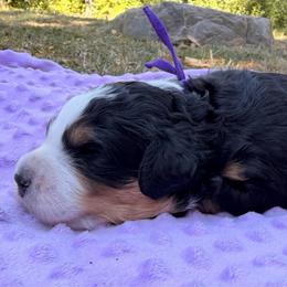 MJ - Tri-color female Bernedoodle puppy in Sandy, Oregon from MC Doodles