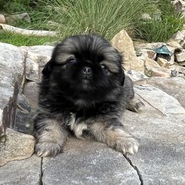Akari - Fawn sable Pekingese puppy in Cumming, Georgia from Imperial Pekingese