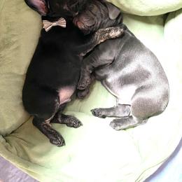French Bulldog Puppies from Camarra King