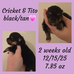 Girl 4 - Black and tan female Pomeranian puppy in Creswell, North Carolina from Grace's Poms🐾💕