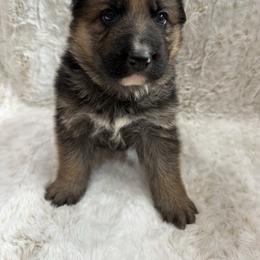 Vito - Black and red male German Shepherd puppy in Graham, Washington from Wildeflecken Shepherds