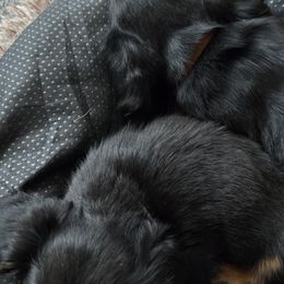 Dachshunds from EZ 2 Love Dachshunds