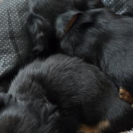 Dachshunds from EZ 2 Love Dachshunds