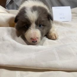 Blue - White and blue male Border Collie puppy in Meridian, Mississippi from Border Hollow Border Collies