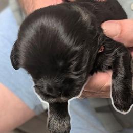 Merlin - Black male Lhasa Apso puppy in Fort Worth, Texas from Cynthia's Lhasa Apsos