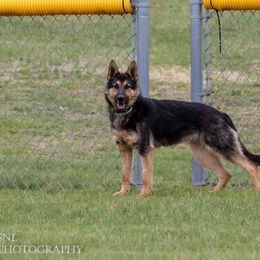 Luna - German Shepherd