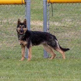 Luna - German Shepherd