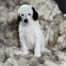 Lucchese - Parti male Poodle puppy in Ault, Colorado from The Peaks Premium Poodles