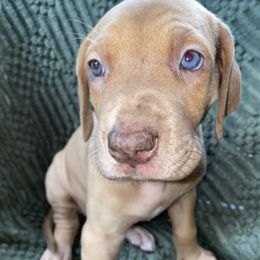 Ruth ( grey collar ) - Merle female Great Dane puppy in Spartanburg, South Carolina from Pawlmetto Danes
