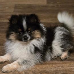 Kyra - Tri-colored female Pomeranian puppy in Pickton, Texas from Mandy's Precious Poms