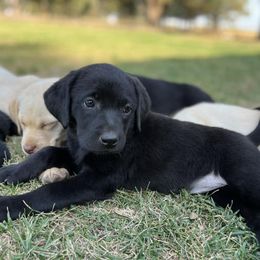 Labrador Retrievers from Hartsells Retrievers