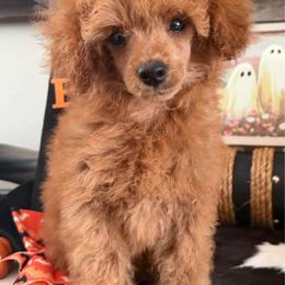 Lucas - Red  male Poodle puppy in Kidder, South Dakota from Continental Cavaliers