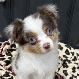 Sage - Red merle Miniature Australian Shepherd puppy in Paris, Texas from Kuttin’ Up Mini Aussies