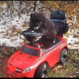Pomeranian Puppies from Fancy Paws Pomeranian